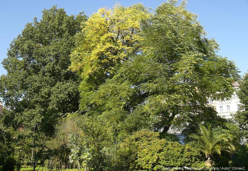 Der Garten Tschechischer botanischer garten der prager karls universit 228 t Der Garten Tschechischer botanischer garten der prager karls universit 228 t