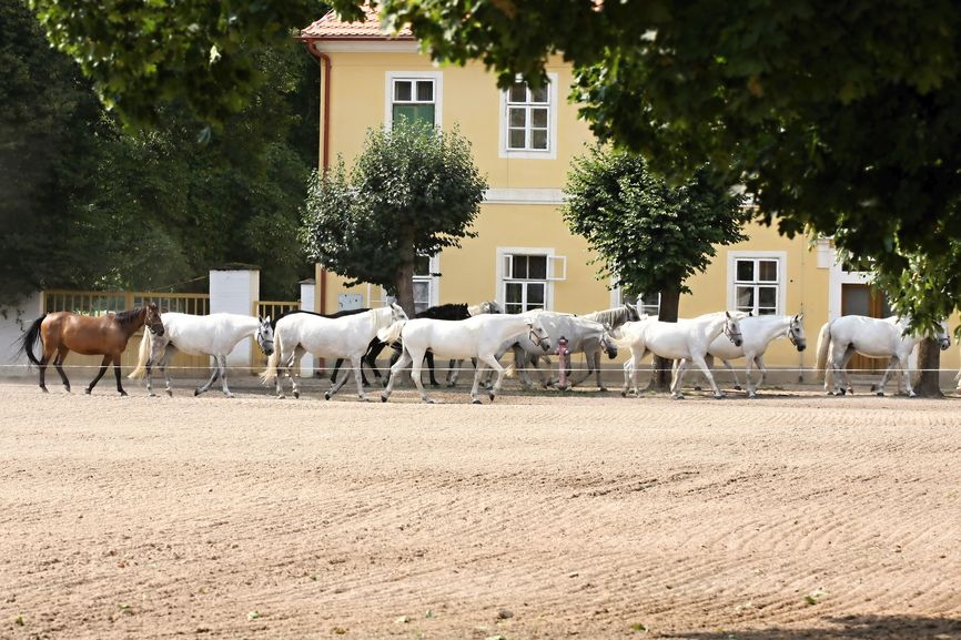 Nationalgestüt Kladruby nad Labem