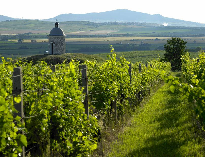 Weinberge in der Region Velké Bílovice