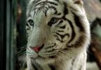 Weißer Tiger