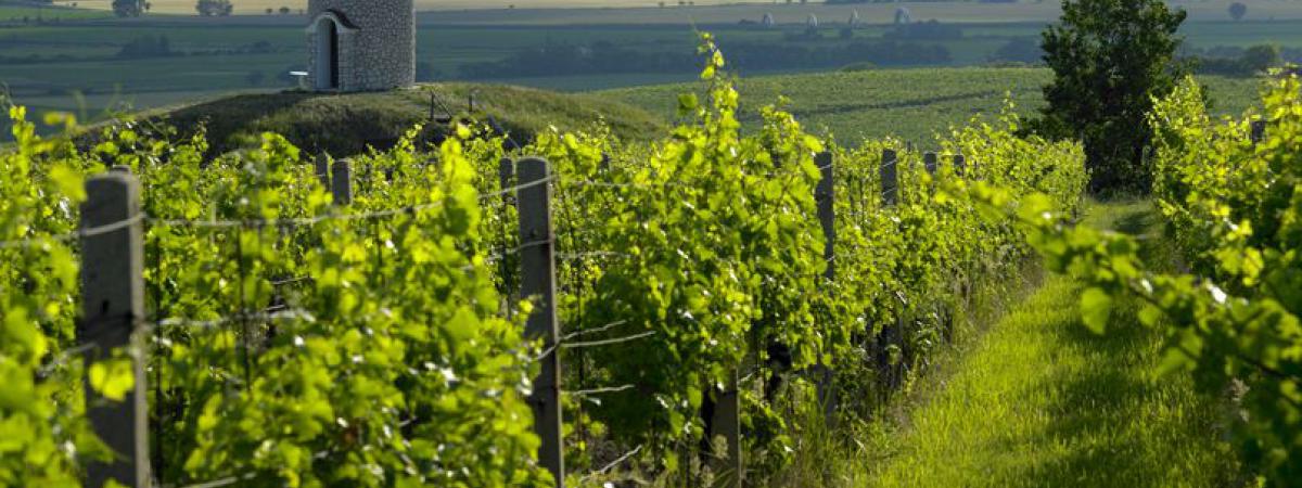 Weinberge in der Region Velké Bílovice