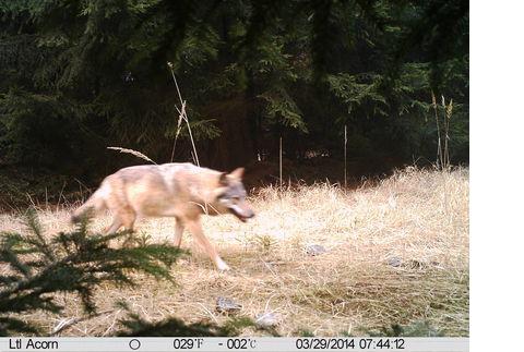 Wolf bei Doksy