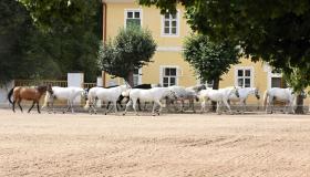 Nationalgestüt Kladruby nad Labem