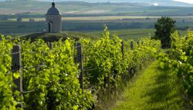 Weinberge in der Region Velké Bílovice